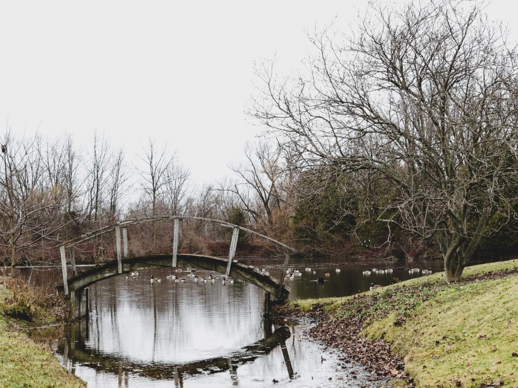 A small pond with grassy shores and bare branched trees around the perimeter.  An arched wooden foot bridge spans a narrow part of the water.  A flock of Canada geese is swimming on the pond beyond the bridge.